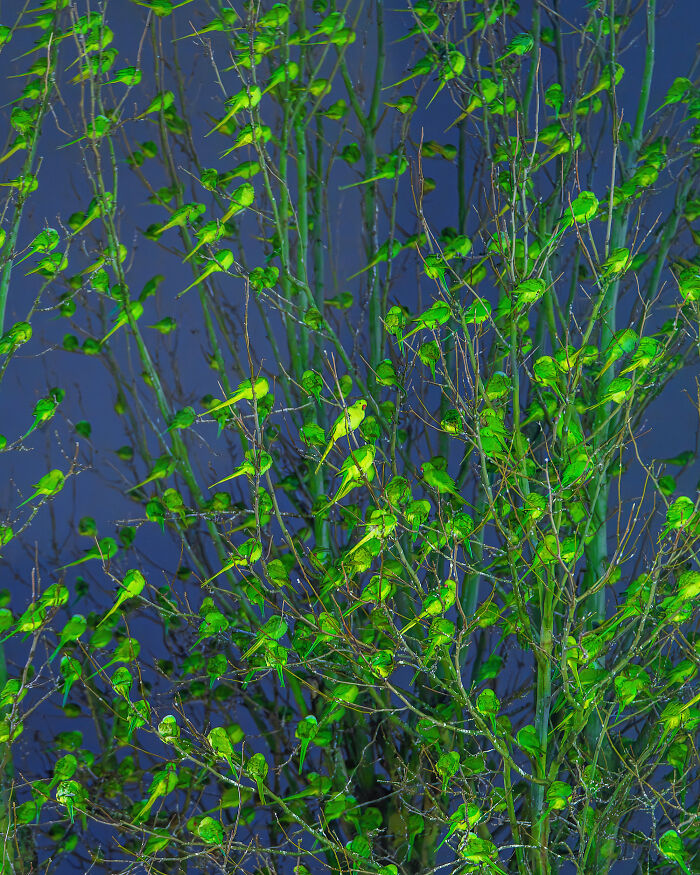 Wait, Is That a Tree or 1,000 Parrots? London's Winter Just Got Wild!