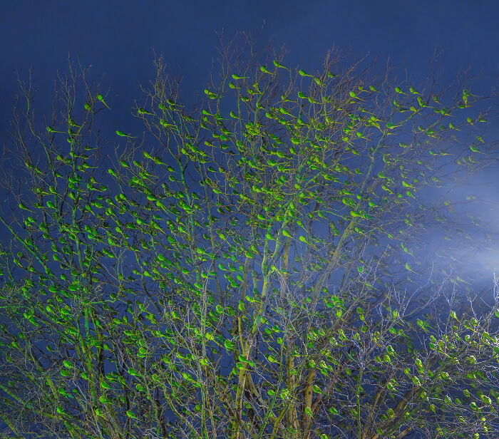Wait, Is That a Tree or 1,000 Parrots? London's Winter Just Got Wild!