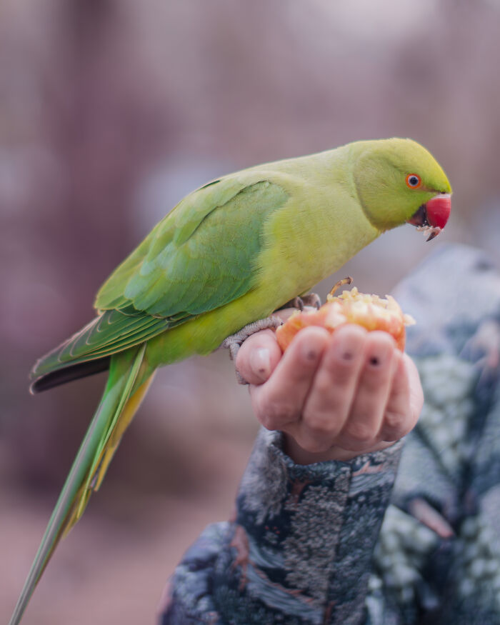 Wait, Is That a Tree or 1,000 Parrots? London's Winter Just Got Wild!