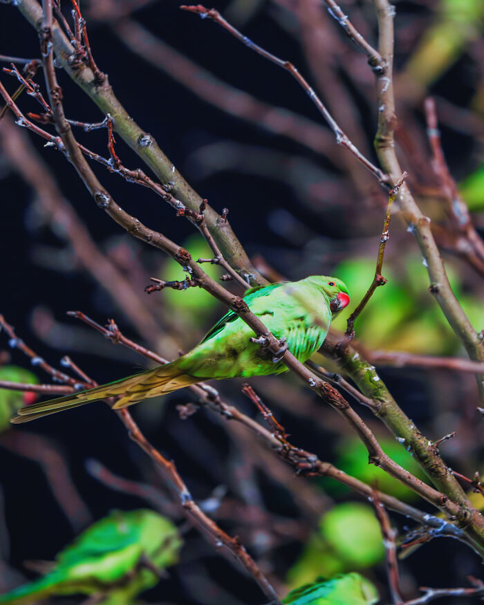 Wait, Is That a Tree or 1,000 Parrots? London's Winter Just Got Wild!
