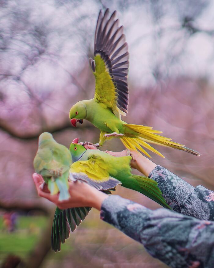 Wait, Is That a Tree or 1,000 Parrots? London's Winter Just Got Wild!