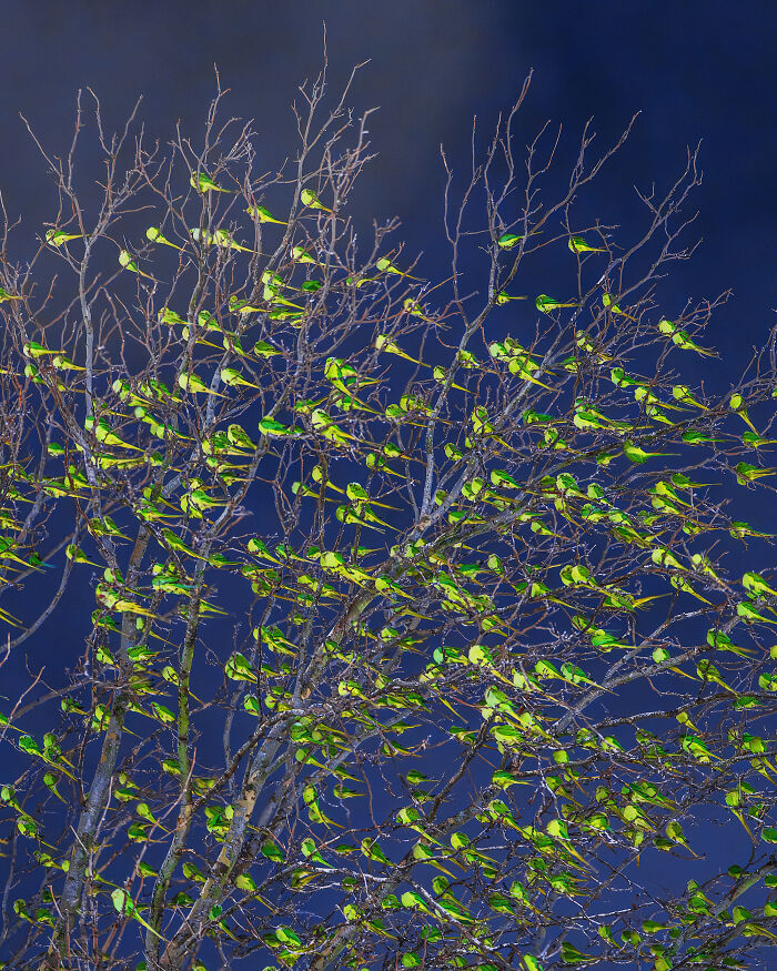 Wait, Is That a Tree or 1,000 Parrots? London's Winter Just Got Wild!