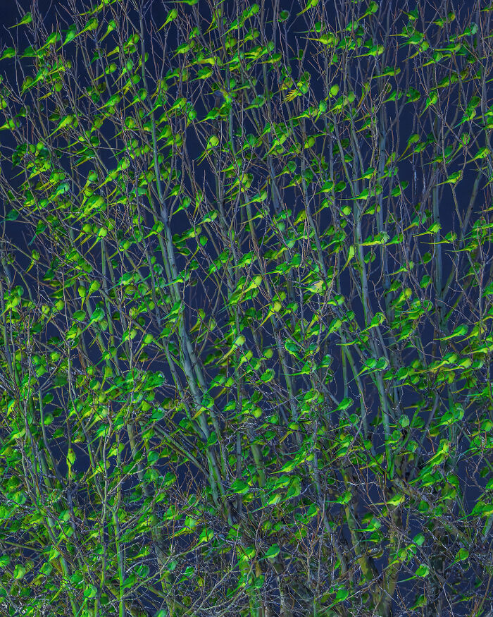 Wait, Is That a Tree or 1,000 Parrots? London's Winter Just Got Wild!