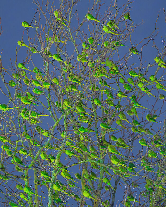 Wait, Is That a Tree or 1,000 Parrots? London's Winter Just Got Wild!