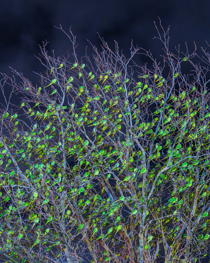 Wait, Is That a Tree or 1,000 Parrots? London's Winter Just Got Wild!