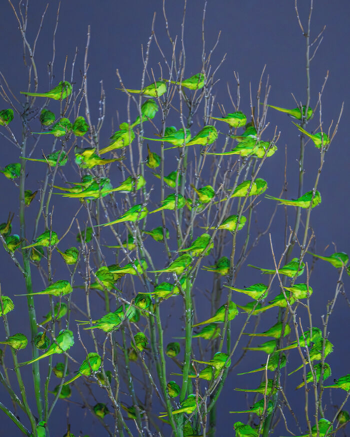 Wait, Is That a Tree or 1,000 Parrots? London's Winter Just Got Wild!