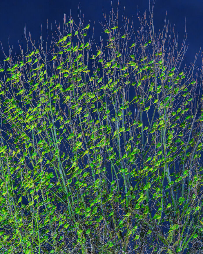 Wait, Is That a Tree or 1,000 Parrots? London's Winter Just Got Wild!