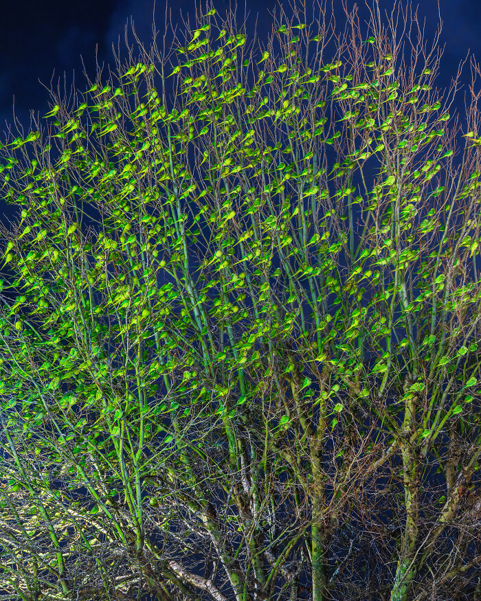 Wait, Is That a Tree or 1,000 Parrots? London's Winter Just Got Wild!