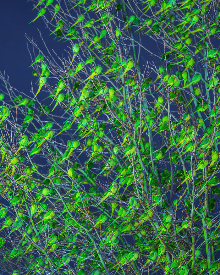 Wait, Is That a Tree or 1,000 Parrots? London's Winter Just Got Wild!