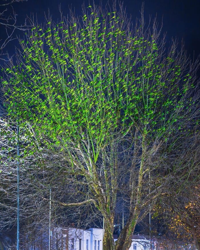 Wait, Is That a Tree or 1,000 Parrots? London's Winter Just Got Wild!