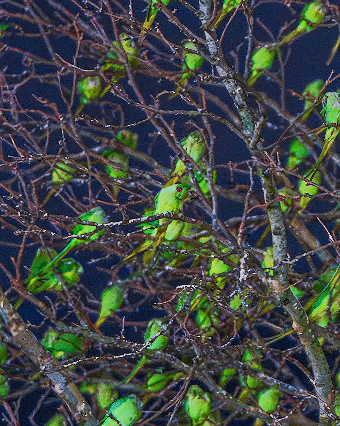 Wait, Is That a Tree or 1,000 Parrots? London's Winter Just Got Wild!
