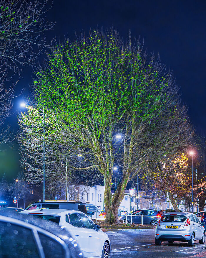 Wait, Is That a Tree or 1,000 Parrots? London's Winter Just Got Wild!