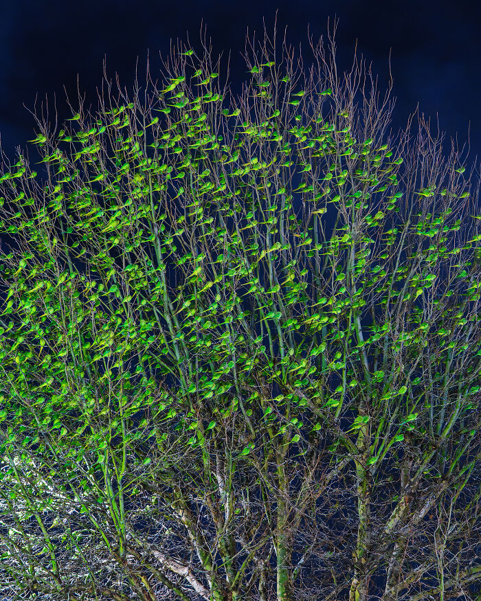 Wait, Is That a Tree or 1,000 Parrots? London's Winter Just Got Wild!