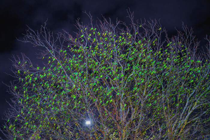 Wait, Is That a Tree or 1,000 Parrots? London's Winter Just Got Wild!