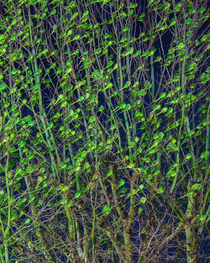 Wait, Is That a Tree or 1,000 Parrots? London's Winter Just Got Wild!