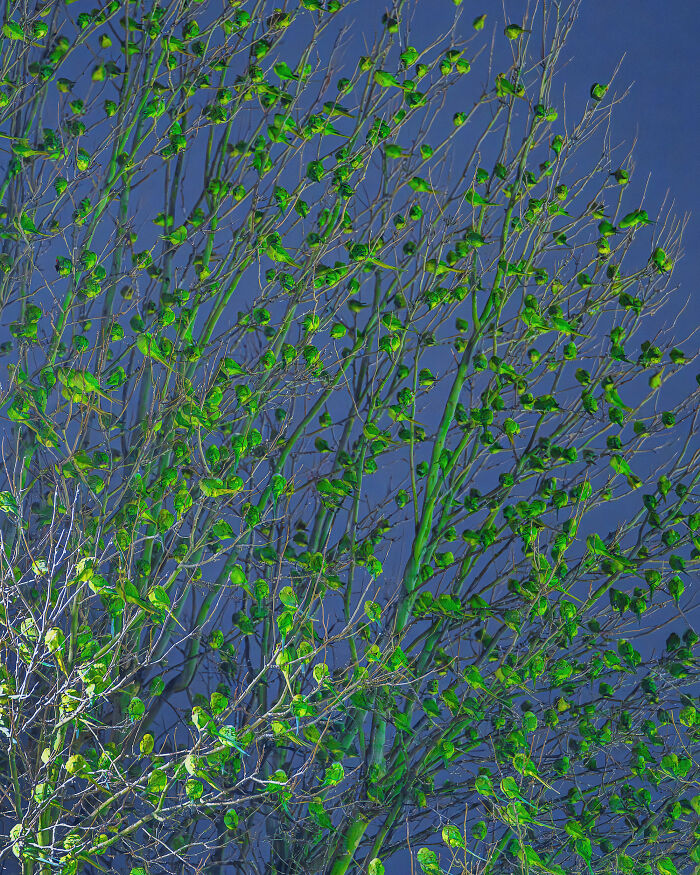 Wait, Is That a Tree or 1,000 Parrots? London's Winter Just Got Wild!
