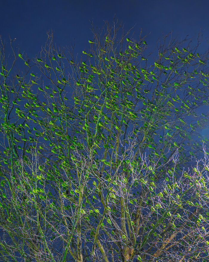 Wait, Is That a Tree or 1,000 Parrots? London's Winter Just Got Wild!