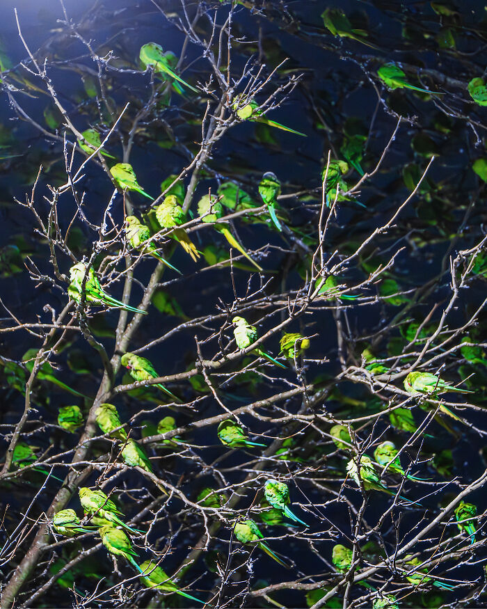 Wait, Is That a Tree or 1,000 Parrots? London's Winter Just Got Wild!