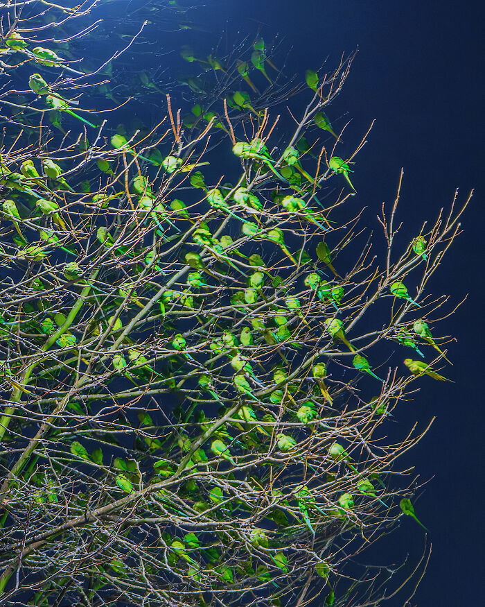 Wait, Is That a Tree or 1,000 Parrots? London's Winter Just Got Wild!