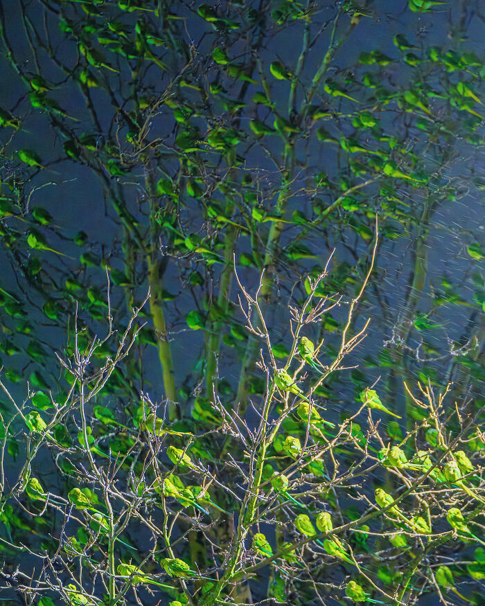 Wait, Is That a Tree or 1,000 Parrots? London's Winter Just Got Wild!