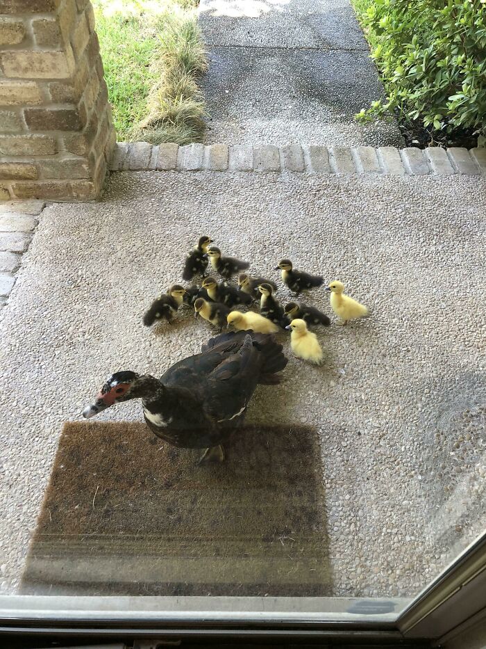 Mama Duck Brings Her Babies To My Place Every Year, And I’m The Official Babysitter. Today? 13 Little Peepers!