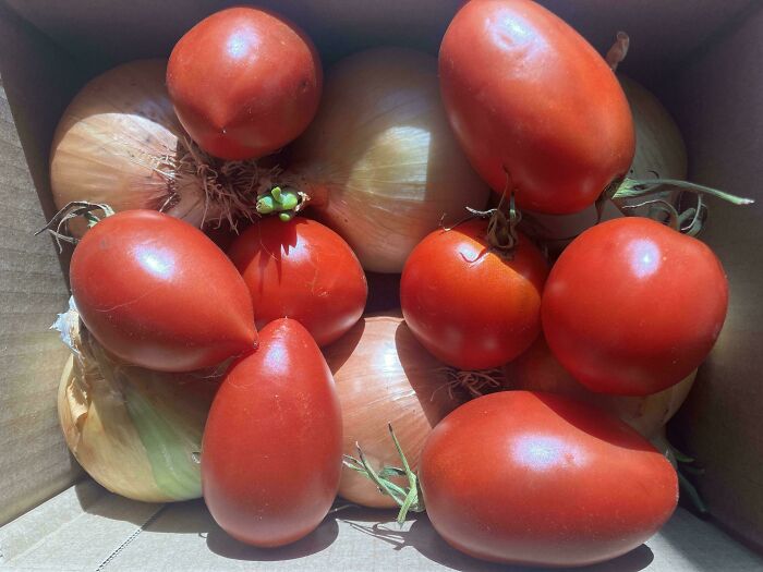 The Woman I’m Dating Gave Me Onions And Tomatoes From Her Garden. Fresh And Sweet!