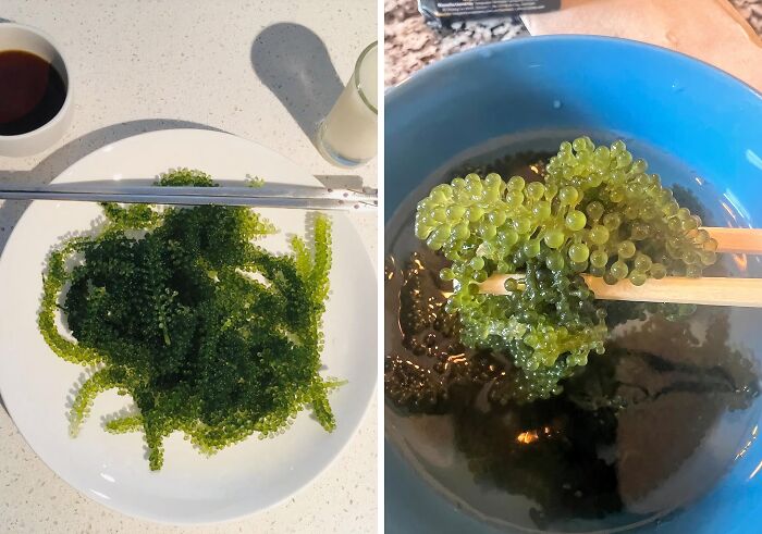 Dehydrated Sea Grapes: Snack Time Just Got Poppin’