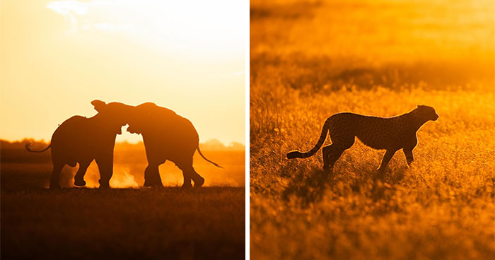 Wait Till You See These Mind-Blowing Animal Silhouettes at Sunset!