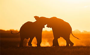 Wait Till You See These Mind-Blowing Animal Silhouettes at Sunset!