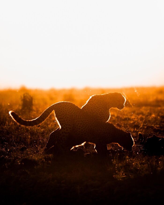Wait Till You See These Mind-Blowing Animal Silhouettes at Sunset!
