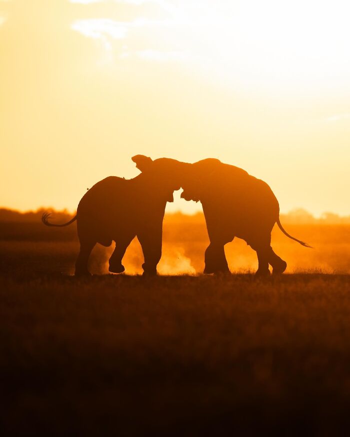 Wait Till You See These Mind-Blowing Animal Silhouettes at Sunset!
