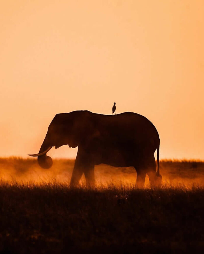 Wait Till You See These Mind-Blowing Animal Silhouettes at Sunset!