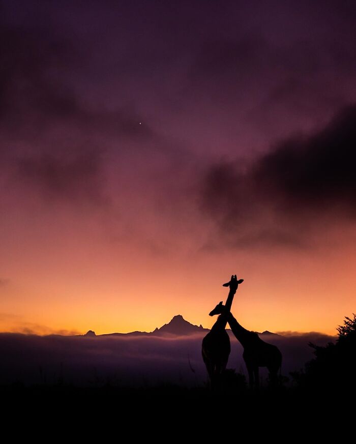 Wait Till You See These Mind-Blowing Animal Silhouettes at Sunset!