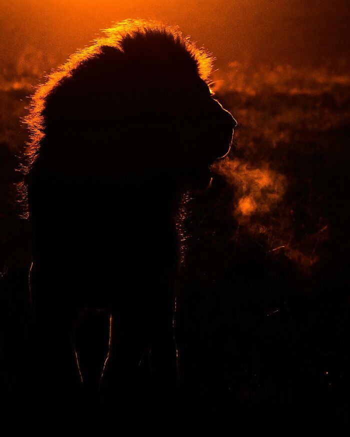 Wait Till You See These Mind-Blowing Animal Silhouettes at Sunset!
