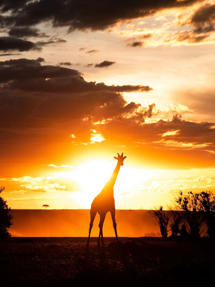 Wait Till You See These Mind-Blowing Animal Silhouettes at Sunset!