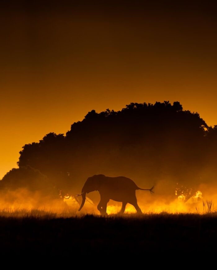 Wait Till You See These Mind-Blowing Animal Silhouettes at Sunset!
