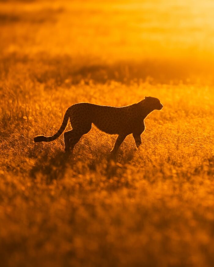 Wait Till You See These Mind-Blowing Animal Silhouettes at Sunset!