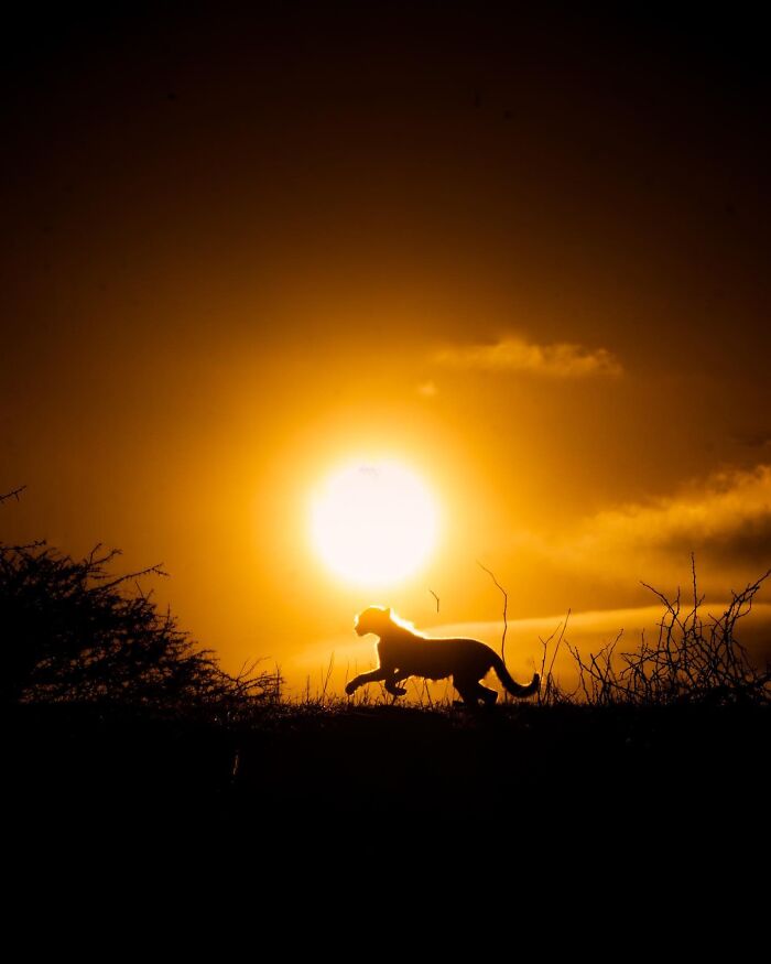 Wait Till You See These Mind-Blowing Animal Silhouettes at Sunset!