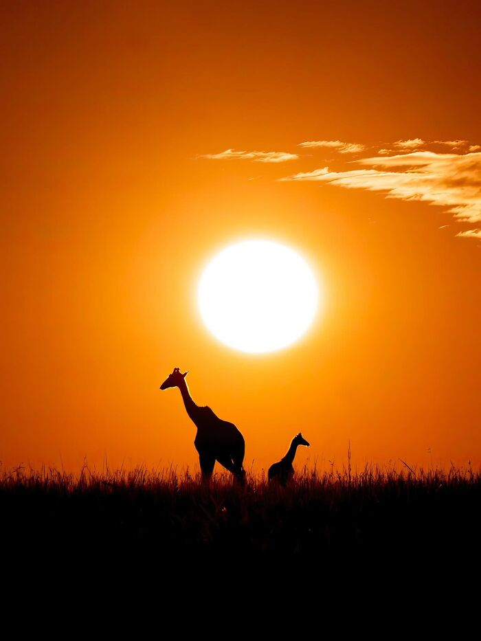 Wait Till You See These Mind-Blowing Animal Silhouettes at Sunset!