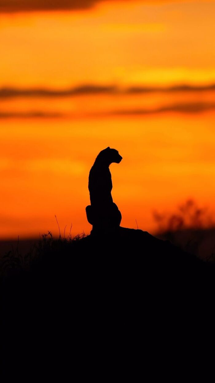 Wait Till You See These Mind-Blowing Animal Silhouettes at Sunset!