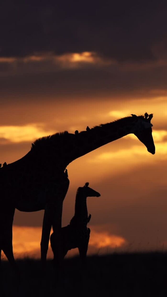 Wait Till You See These Mind-Blowing Animal Silhouettes at Sunset!