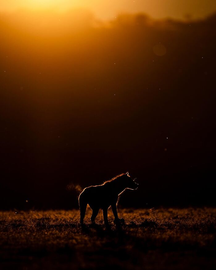 Wait Till You See These Mind-Blowing Animal Silhouettes at Sunset!