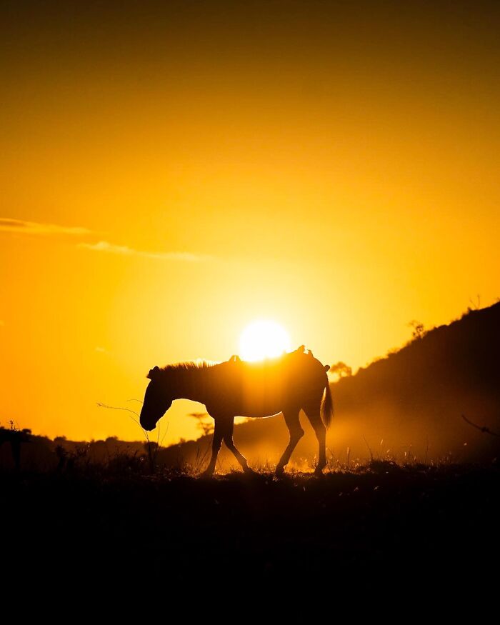 Wait Till You See These Mind-Blowing Animal Silhouettes at Sunset!