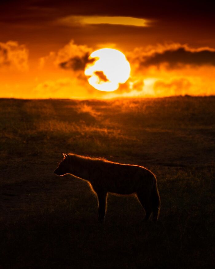Wait Till You See These Mind-Blowing Animal Silhouettes at Sunset!