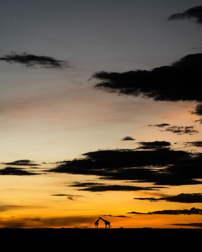 Wait Till You See These Mind-Blowing Animal Silhouettes at Sunset!
