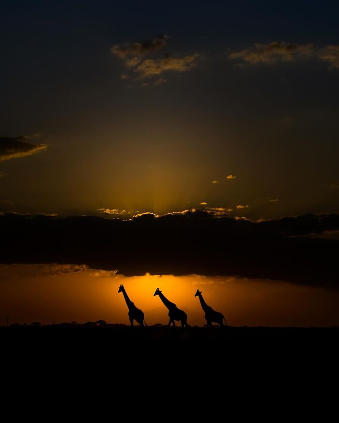 Wait Till You See These Mind-Blowing Animal Silhouettes at Sunset!