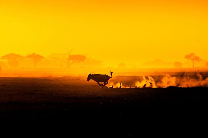 Wait Till You See These Mind-Blowing Animal Silhouettes at Sunset!