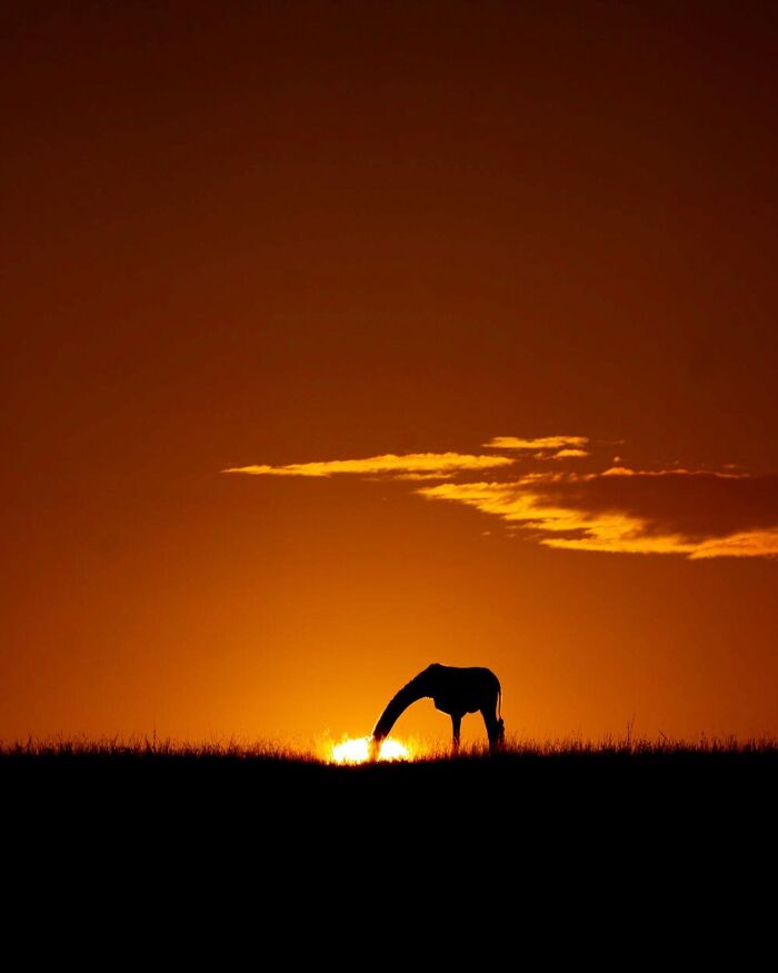 Wait Till You See These Mind-Blowing Animal Silhouettes at Sunset!