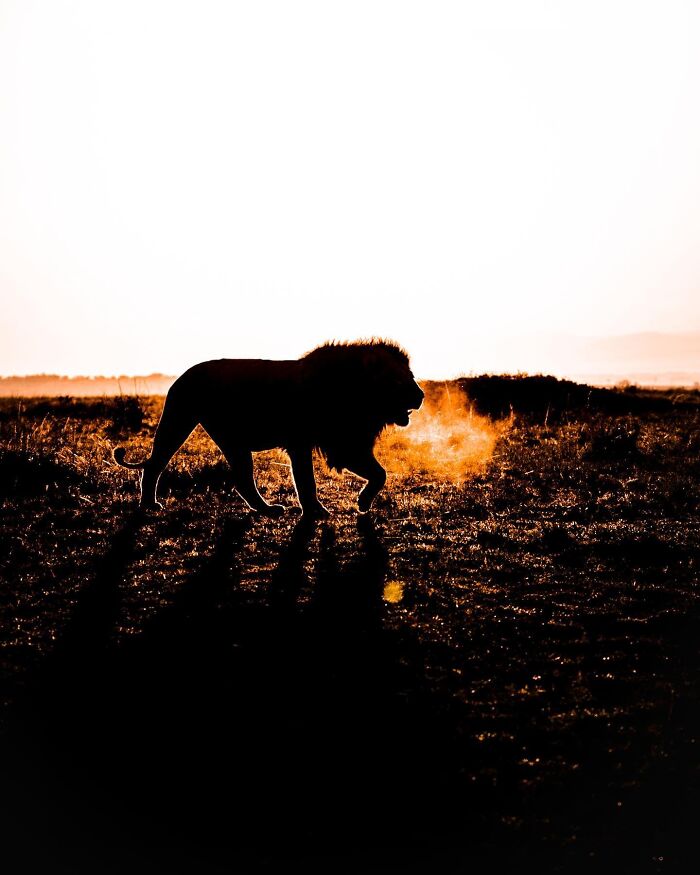 Wait Till You See These Mind-Blowing Animal Silhouettes at Sunset!