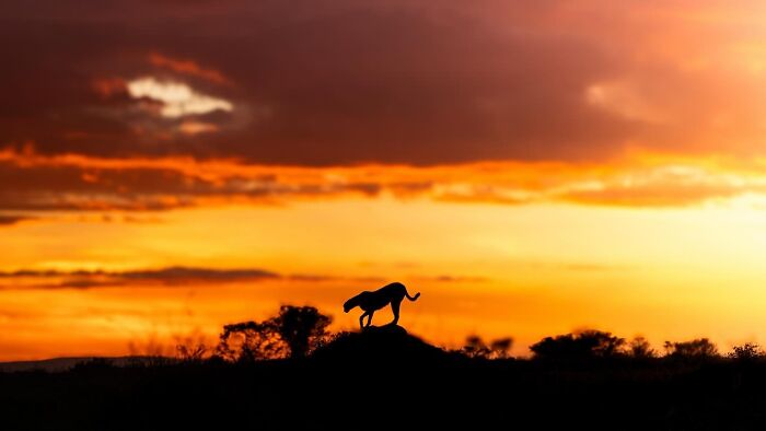 Wait Till You See These Mind-Blowing Animal Silhouettes at Sunset!
